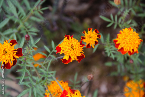 yellow flowers in the garden