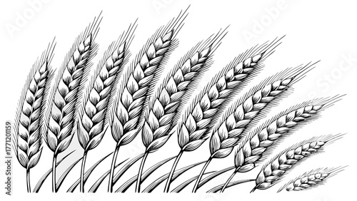 Elegant wheat stalks illustration for rustic farmhouse decor, baking themed designs, and organic food branding, a scalable graphic ready for your creative projects
