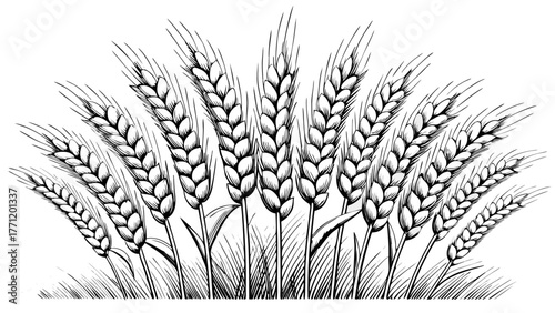 Elegant wheat field illustration, perfect for rustic designs, baking themes, or agricultural concepts with a transparent background ready to use