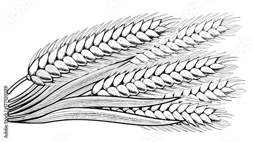 Hand-drawn wheat stalks for a natural and rustic feel, perfect for organic food branding, farm logos, and harvest themes, conveying quality and authenticity