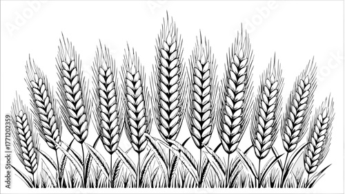 Elegant wheat stalk illustration, perfect for agricultural themes or natural designs, showcasing a harvest motif with detailed line work from a vector graphic