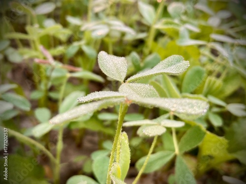 A close-up captures the beauty of dewy leaves. Delicate leaves are adorned with glistening water droplets.