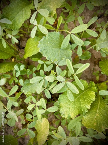 the intricate patterns of fresh green foliage, presenting a lush display of nature's beauty and a serene atmosphere.