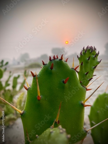 A captivating close-up of a vibrant cactus bathed in the soft, diffused light of sunrise, its spiky details highlighted against a blurred, misty backdrop. 
