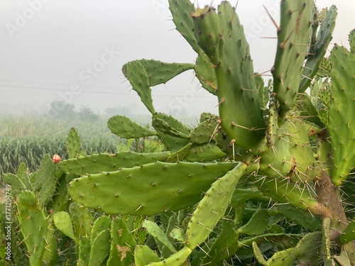 An up-close shot of a vibrant green prickly pear cactus, with sharp spines, thrives against the backdrop of a soft, hazy landscape. 