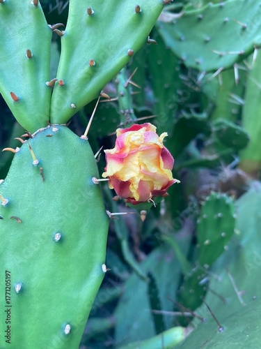 A detailed close-up of a vibrant cactus flower in full bloom, showcasing intricate textures and vivid colors.