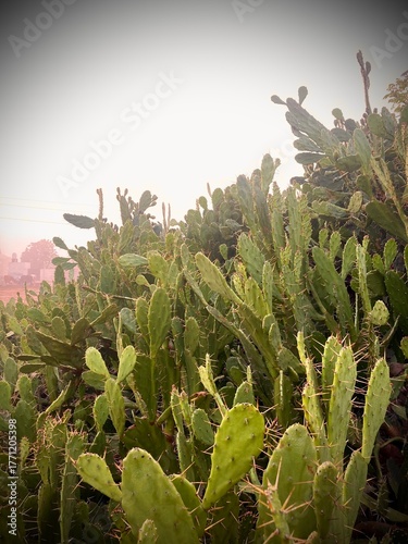 A vibrant display of numerous cacti against a bright backdrop, showcasing the beauty and resilience of desert plants.