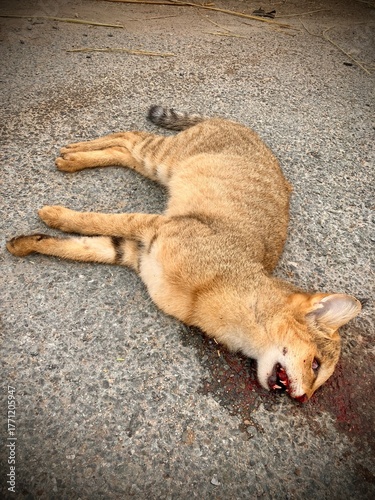 A cat lies lifeless on the cold, unforgiving pavement, the aftermath of a tragic event. The scene is marked by a raw, unfiltered reality.