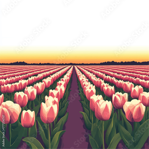  Rows of Pink Tulips in a Field at Sunset