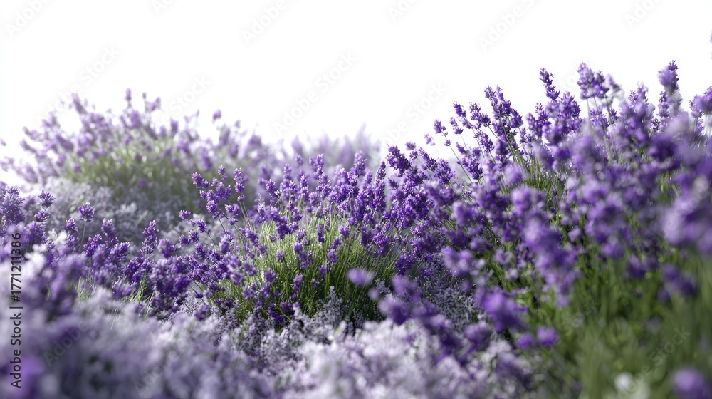 Naklejka premium Purple Lavender Field In Full Bloom