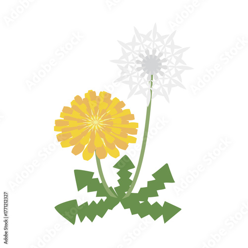 タンポポと綿毛のイラスト