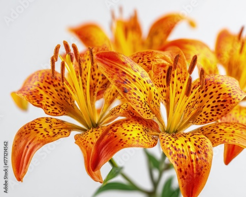 Closeup Orange Spotted Lilies On White Background