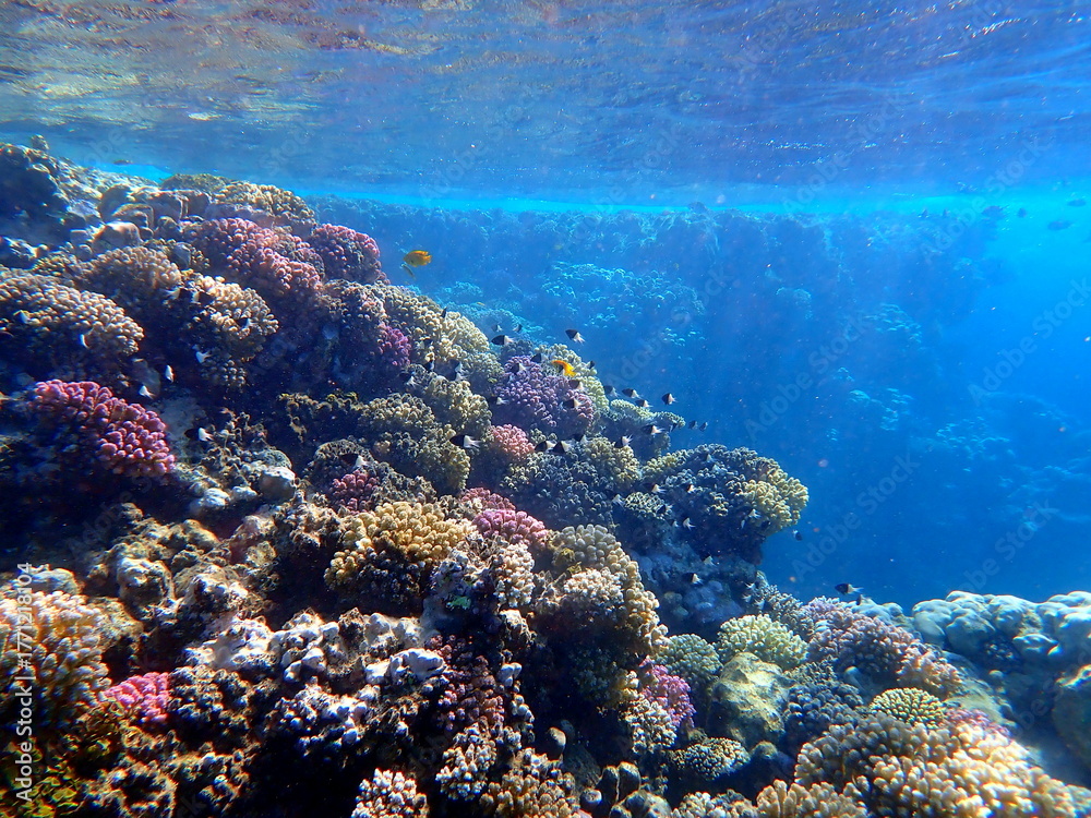 Fototapeta premium Vibrant shallow coral reef teeming with small fish
