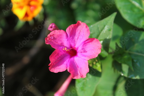 Four O'Clock, Mirabilis jalapa or Marvel of Peru flower