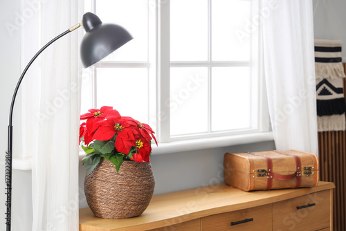 Christmas plant poinsettia ...