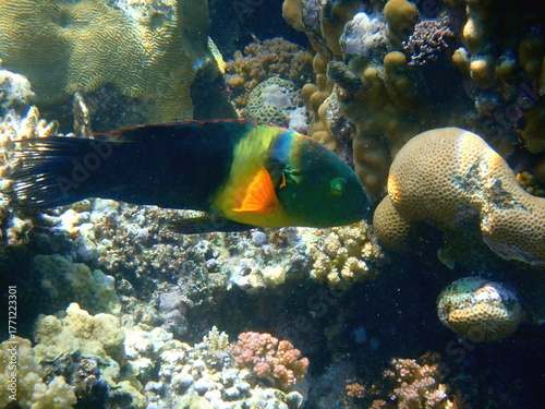 Green head wrasse with fringed tail fin