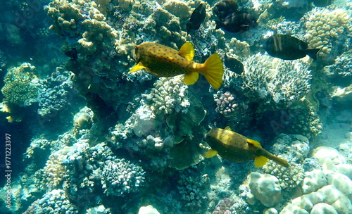 Yellow-brown boxfish with bright blue spots