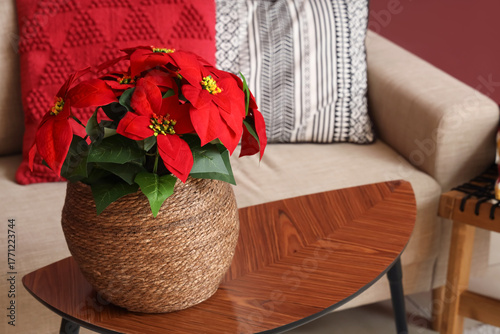 Christmas plant poinsettia ...
