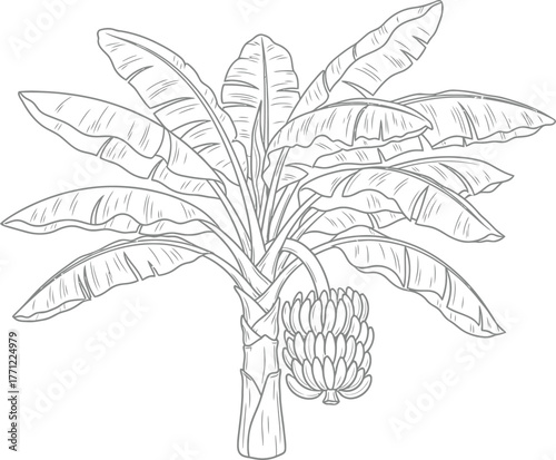 Detailed sketch of a banana tree with fruit bunch a tropical plantation element isolated on transparent background