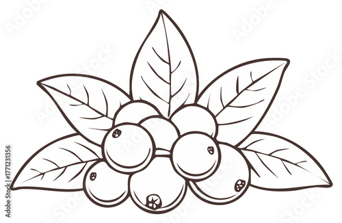 Outline illustration of berries with leaves and stems on white background