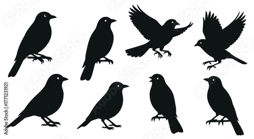 Collection of diverse bird silhouettes for graphic design projects and artistic applications isolated on white background