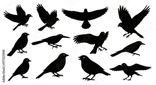 Collection of silhouetted birds in various flight and perching poses diverse avian imagery isolated on white background