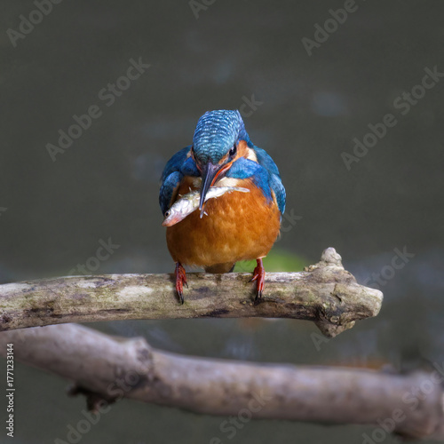 a close up of a male kingfisher, Alcedo atthis, as he is perched on a branch with a fish in his beak. A natural out of focus background has space for text copy