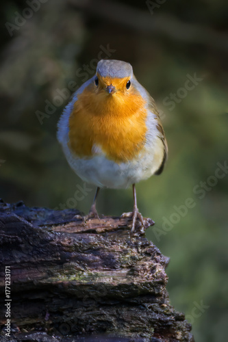 a close up portrait of a robin redbreast, Erithacus rubecula, as it is perched and looking directly at the camera. There is space around the bird for text copy.