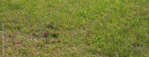 A field of vibrant green grass with patches of brown blades swaying gently in the sunlight. This lawn is located in a backyard in a neighborhood during midday
