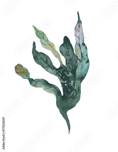 Seaweed watercolor illustration of abstract sea underwater plants