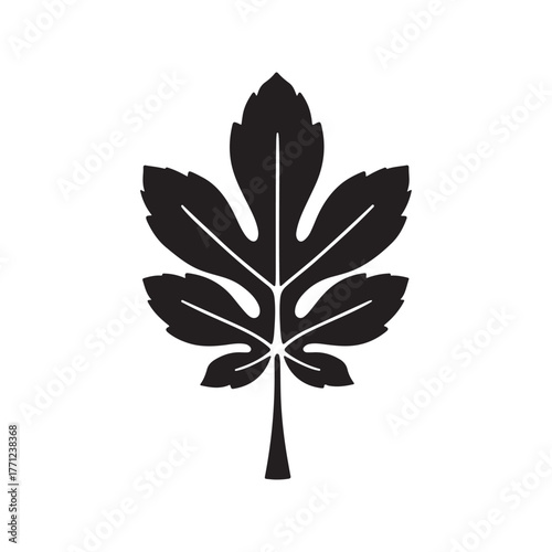 stylized sycamore maple leaf silhouette vector illustration representing nature, autumn, and botanical elements.