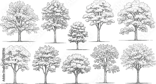 Black and white illustration of ten deciduous trees, varied canopy shapes, detailed foliage, artistic reference, botanical diversity, landscape design
