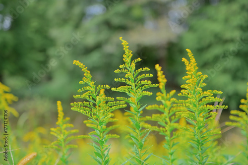 初秋に咲くセイタカアワダチソウ