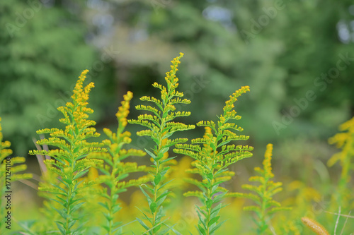 初秋に咲くセイタカアワダチソウ
