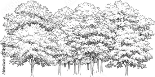 Black and white forest illustration with densely packed deciduous trees, overlapping canopies, detailed foliage, textured landscape, nature sketch