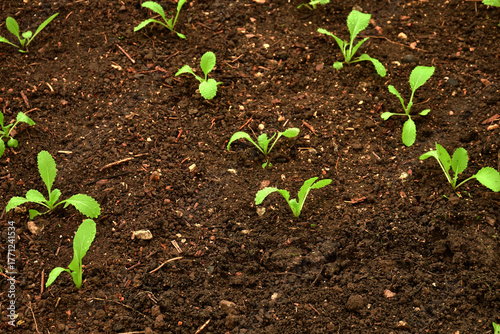 Chinese kale seedlings in a greenhouse in autumn