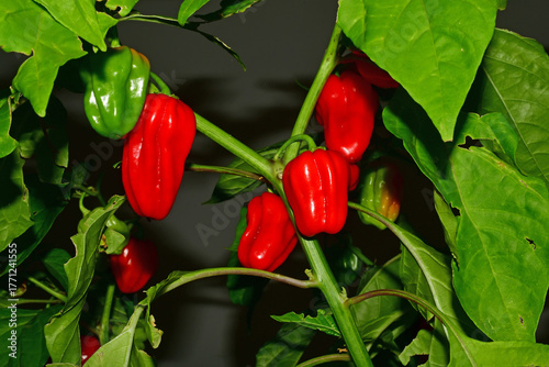 Habanero chilis on its plant in a closeup