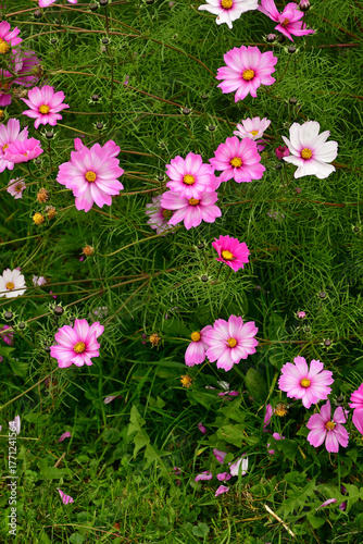 Cosmea flowers in autumn in a garden