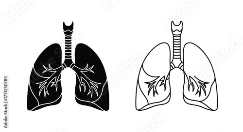 Detailed illustration of human lungs showing bronchial tree and lobes
