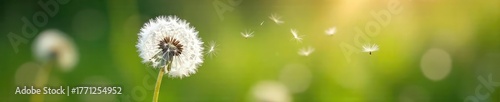 Close-up of delicate, feathery white dandelion seeds floating on the breeze, ethereal and light, captured in soft natural light ,  closeup,  natural,  serenity