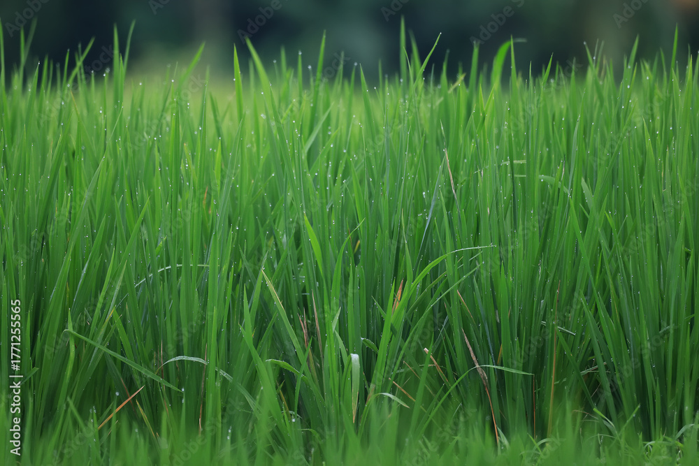 Obraz premium Texture of green fresh grass, rice field close-up