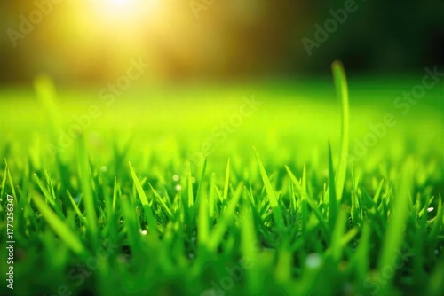 Vibrant green grass bathed in the warm sunlight of a clear day Perfect for nature, environmental, or summer-themed projects Shows lush texture and natural beauty , blade, habitat, day
