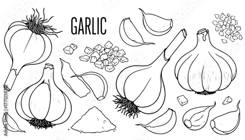 Detailed line art illustration of garlic bulbs, cloves, and garlic powder, displaying culinary ingredients.