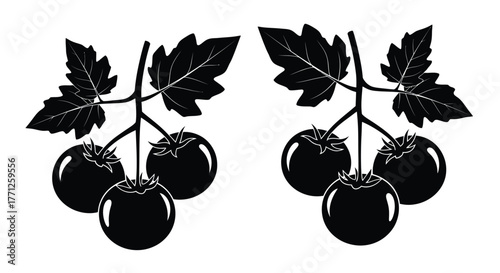 Black and white illustration of tomato plants with ripe fruits