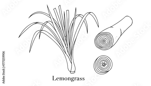 Detailed line drawing of lemongrass plant with a sliced stalk, showcasing its structure.