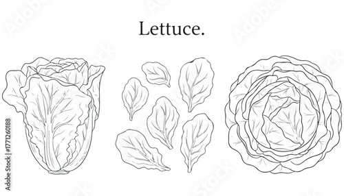 Line art illustration of lettuce, including a head, individual leaves, and a top-down view of the vegetable.