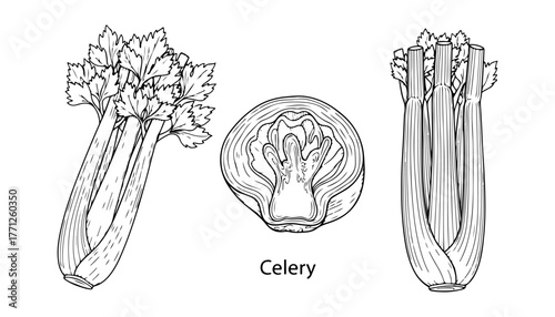 Line art illustration showing three views of celery: a whole stalk, a cross-section, and a close-up of the top.