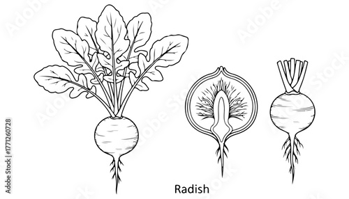 Detailed illustration depicting a radish plant, showing whole, cross-section, and root details.