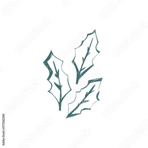 Scandinavian holly leaves illustration in minimal folk art style with hand drawn outline perfect for christmas design and packaging