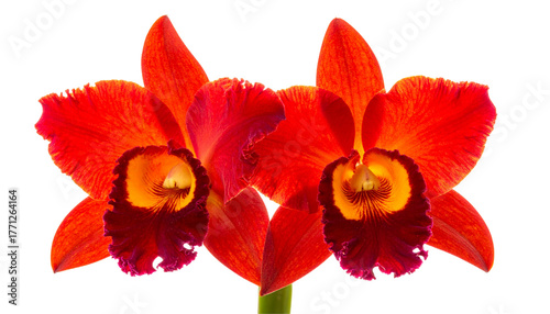 Scarlet Cattleya orchid in sharp detail isolated on transparent background